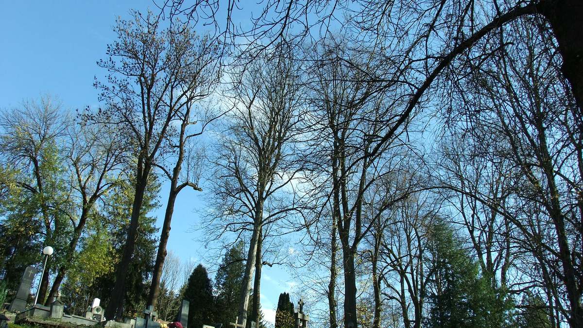 Old cemetery under tall trees in autumn